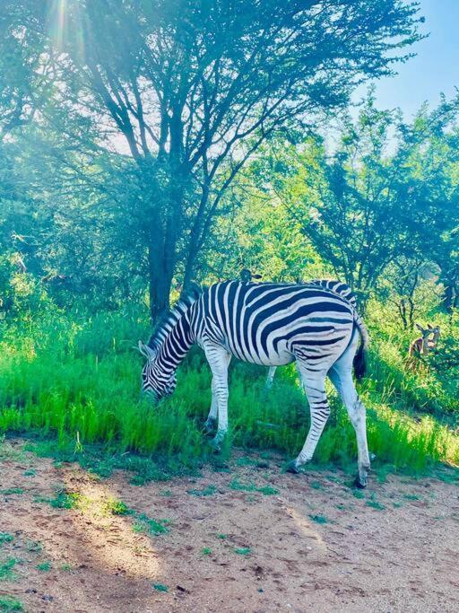 Appartement Wildheart Safari - Zesty Zebra à Hoedspruit Extérieur photo