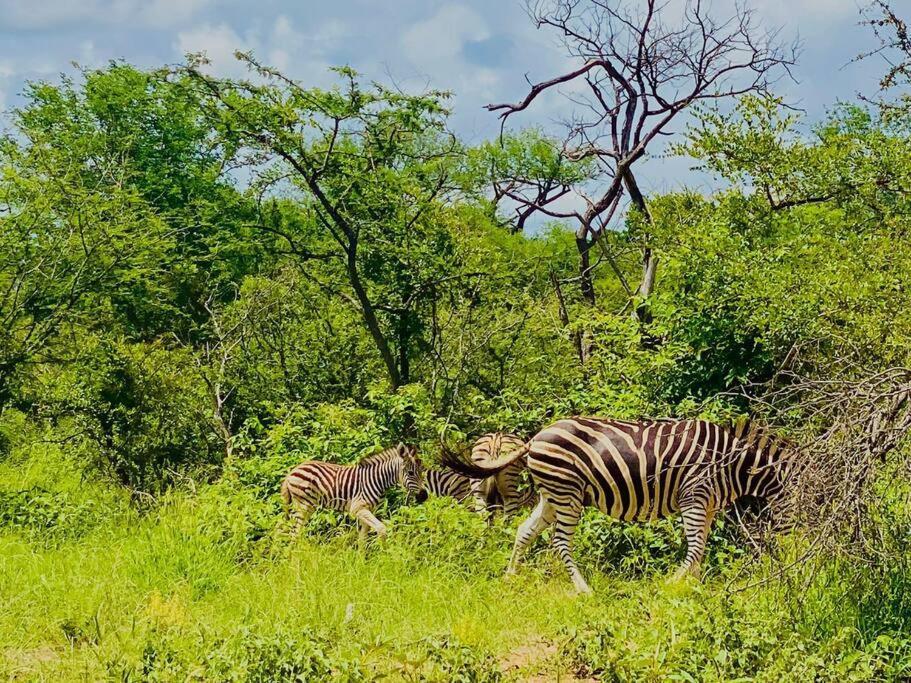 Appartement Wildheart Safari - Zesty Zebra à Hoedspruit Extérieur photo
