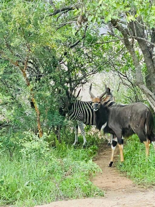 Appartement Wildheart Safari - Zesty Zebra à Hoedspruit Extérieur photo