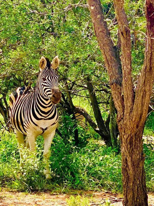 Appartement Wildheart Safari - Zesty Zebra à Hoedspruit Extérieur photo
